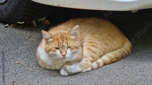 cat, cat, white, nature, ginger cat, cat's dream