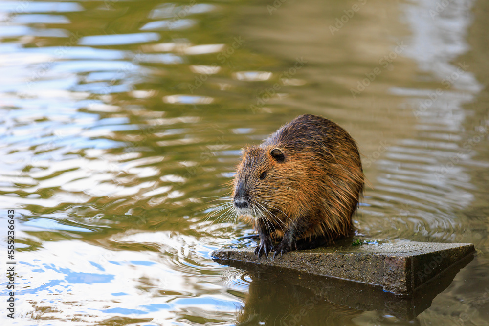 Nutria on the banks of the Vltava river in Prague the capital of the Czech Republic. Urban animals.Background Nutria on the banks of the Vltava river in Prague the capital of the Czech Republic. Urban animals.Background