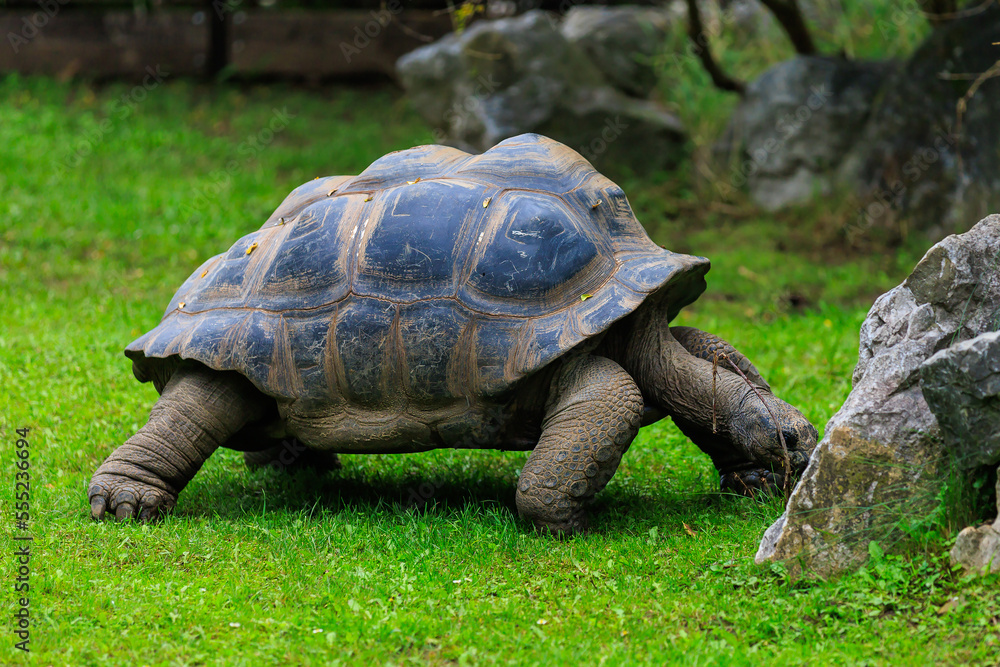 Elephant or Galapagos tortoise. Background with selective focus and copy space Elephant or Galapagos tortoise. Background with selective focus and copy space