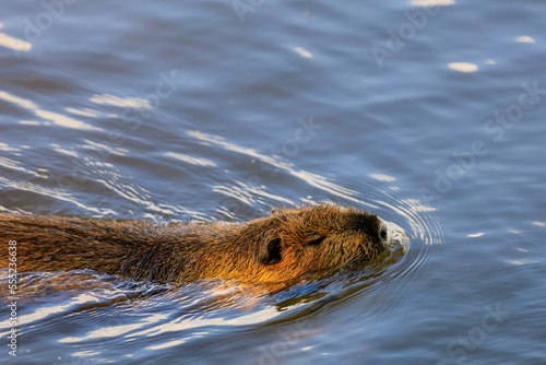 Nutria on the banks of the Vltava river in Prague the capital of the Czech Republic. Urban animals.Background