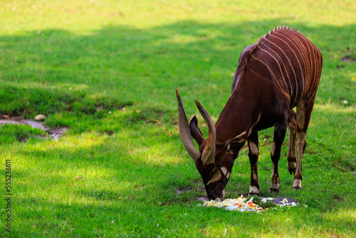 Mountain Bongo. Background with selective focus and copy space photo