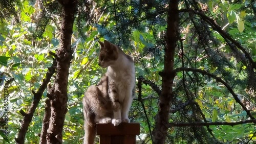 cat, cat, nature, fence