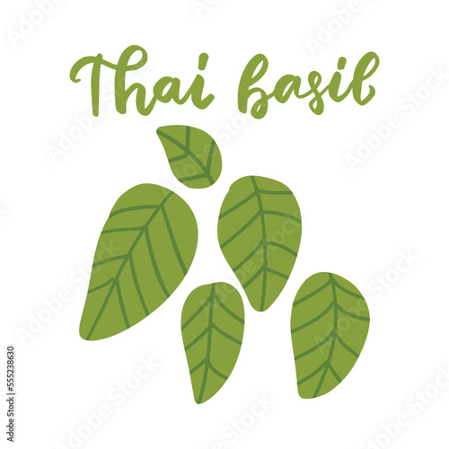 Vector thai basil vector illustration. Asian spices cooking delicious asian food. asian food, asianfood