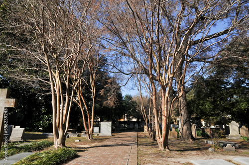 trees in the park in Charlseton South Carolina