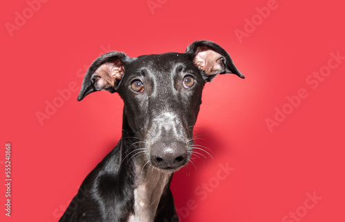 Portrait attentive greyhound looking at camera. Isolated on red or magenta background
