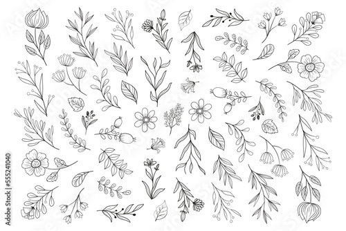 Wild Flower Illustrations - Flower Vector Graphics - Floral Illustration - Cutting Files - Vector Set - Leaf - Leaves - Collection - Nature - Transparent - Isolated - Illustrator - EPS SVG PNG JPG