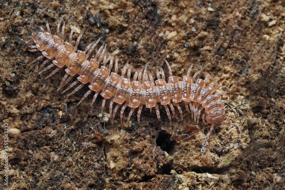 ein bandfüßer auf rinde, polydesmus ein bandfüßer auf rinde, polydesmus