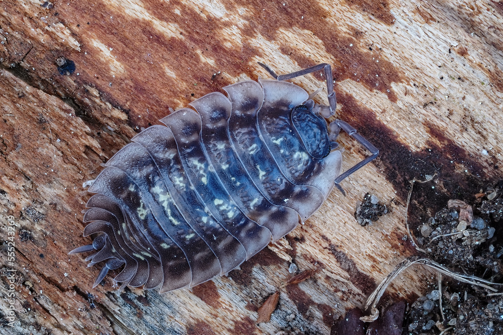 eine kellerassel auf rinde, porcellio scaber eine kellerassel auf rinde, porcellio scaber