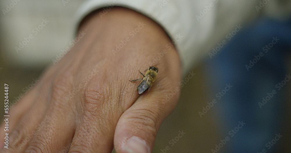 Obraz premium Honey bee crawling on male beekeeper's hand in Guatemala