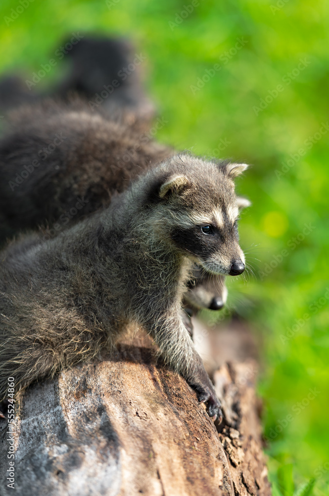 Raccoons (Procyon lotor) Hang Over Top of Log Looking Right Summer Raccoons (Procyon lotor) Hang Over Top of Log Looking Right Summer