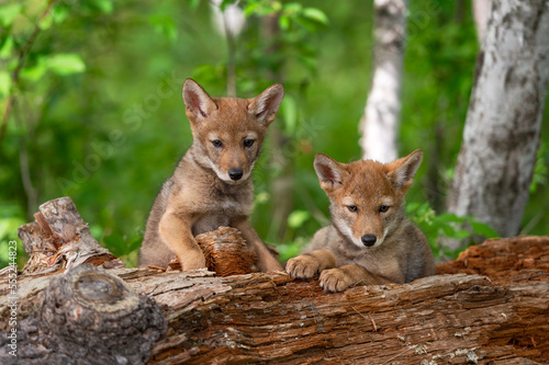 Coyote Pup (Canis latrans) Siblings Hang Out Together on Log Summer