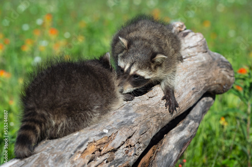 Raccoons (Procyon lotor) Touch Noses on Top of Log Summer