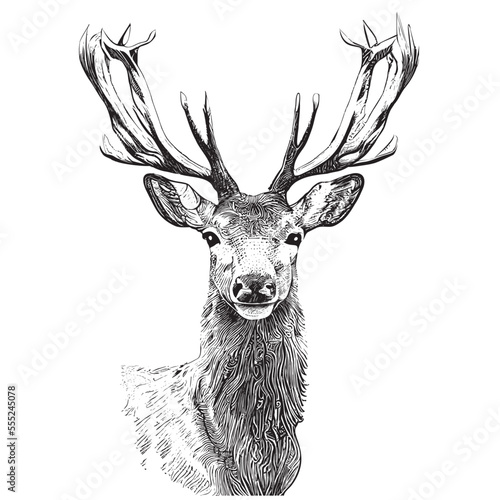 Deer head portrait sketch hand drawn engraving style Vector illustration