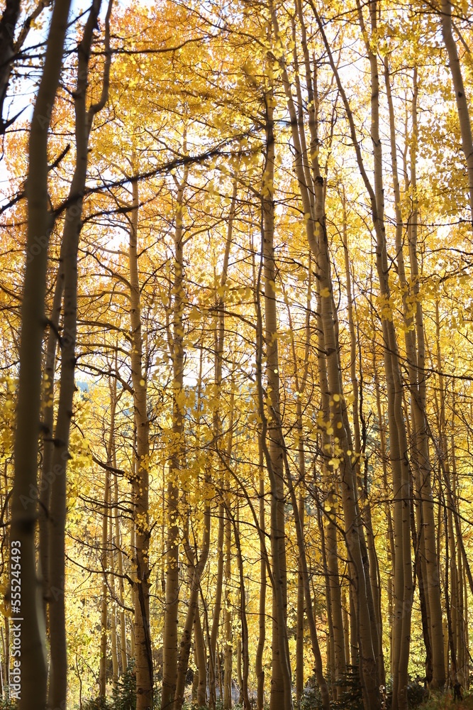 Tall aspen trees full of yellow leaves in autumn in Colorado Tall aspen trees full of yellow leaves in autumn in Colorado