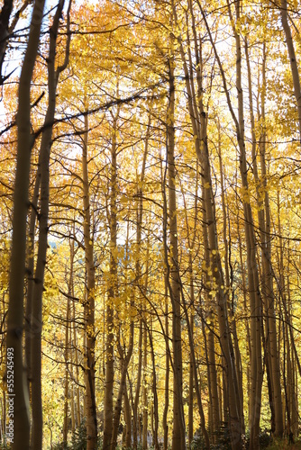 Tall aspen trees full of yellow leaves in autumn in Colorado
