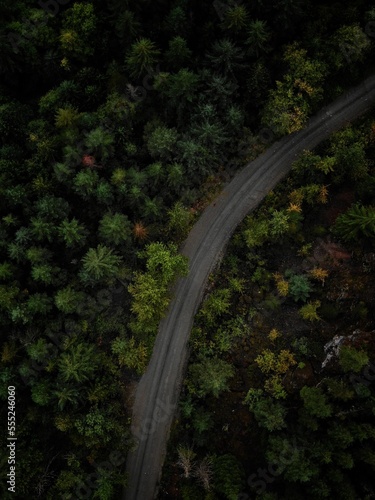 Top down forested two lane road