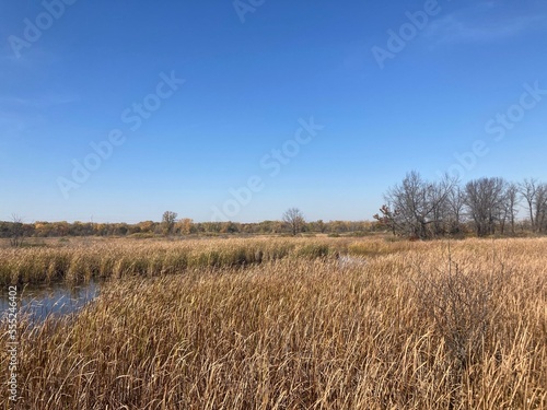 field during autumn