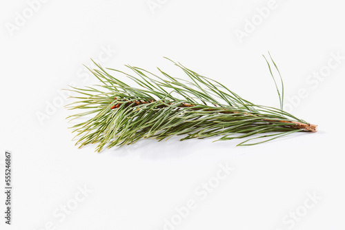 Spruce branch isolated on a white background