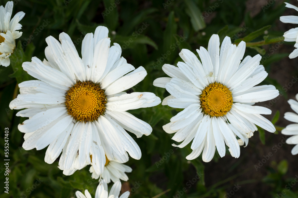 Blooming daisies in the park. Closeup view of Leucanthemum × superbum, also known as Shasta daisy, flower of white petals. Blooming daisies in the park. Closeup view of Leucanthemum × superbum, also known as Shasta daisy, flower of white petals.