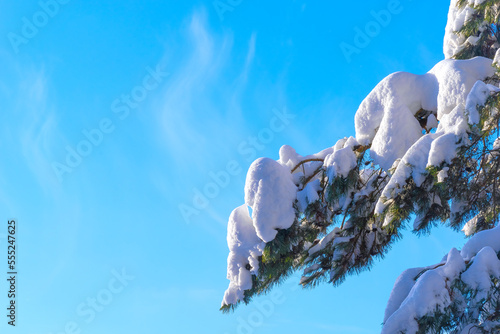 Pine branch covered with thick snow against the blue sky on a bright sunny day.