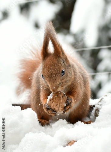 Brown red squirrel in winter park © kravka