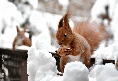 Brown red squirrel in winter park © kravka