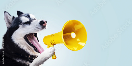 Fotomurale Funny husky dog is holding a yellow loudspeaker and screaming on a blue background