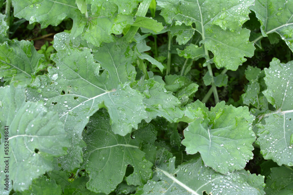 In the autumn field grows winter rape In the autumn field grows winter rape