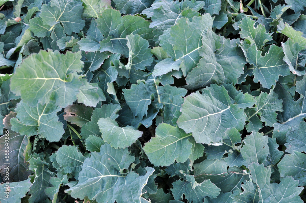 In the autumn field grows winter rape In the autumn field grows winter rape