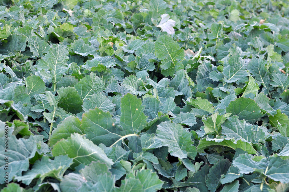 In the autumn field grows winter rape In the autumn field grows winter rape
