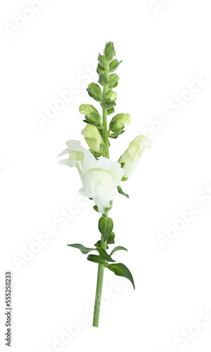 White snapdragon flower isolated on white background. photo