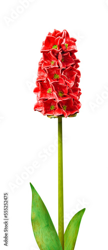 Beautiful flower imitation. Series of 7 Hyacinth for further image montages.