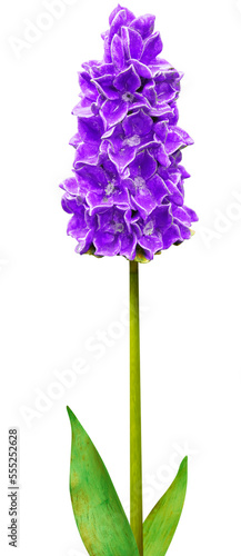Beautiful flower imitation. Series of 7 Hyacinth for further image montages.