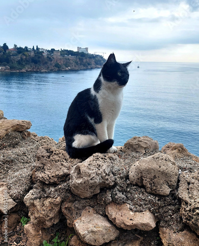 black and white cat on the rocks