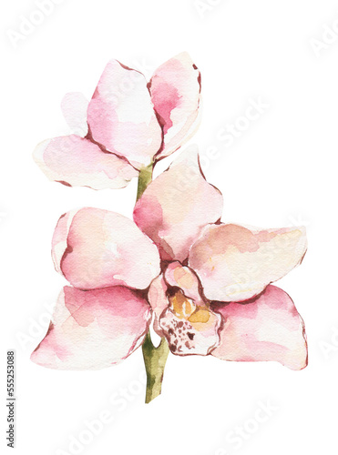 Watercolor Orchid clipart. Floral spring blooming. Flower png.