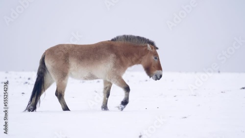 Przewalski's Horse with snow. Mongolian wild horse walking in the winter nature habitat. Slow horse walk in cold weather.