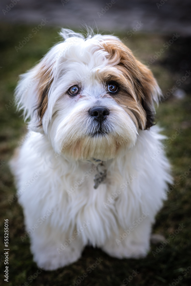 Lhasa Apso puppy