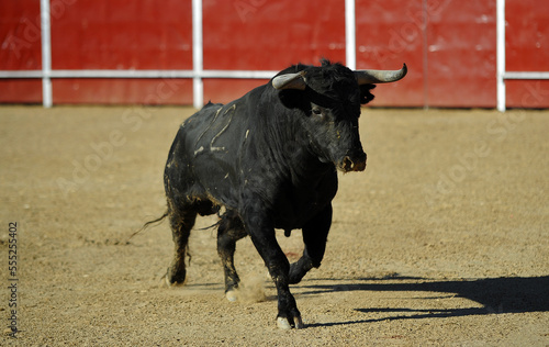 fighting bull in a traditonal spectacle of bullfight