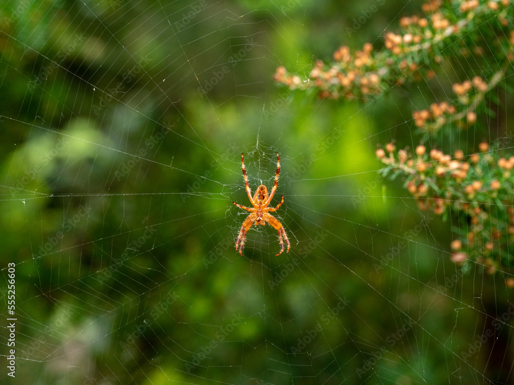 Spinne am Baum Spinne am Baum