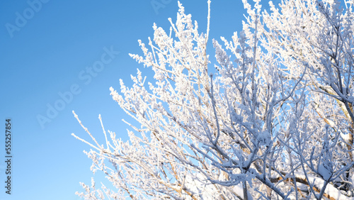 Beautiful winter landscape with trees covered with snow. Horizontal photography © Viktoriia