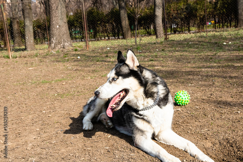 Siberian husky dog playing in the park © Vlad Ispas