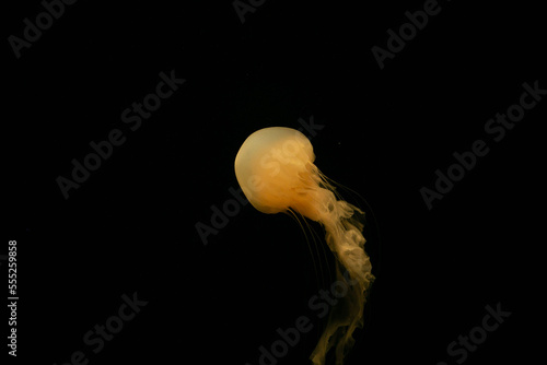 jellyfish in black