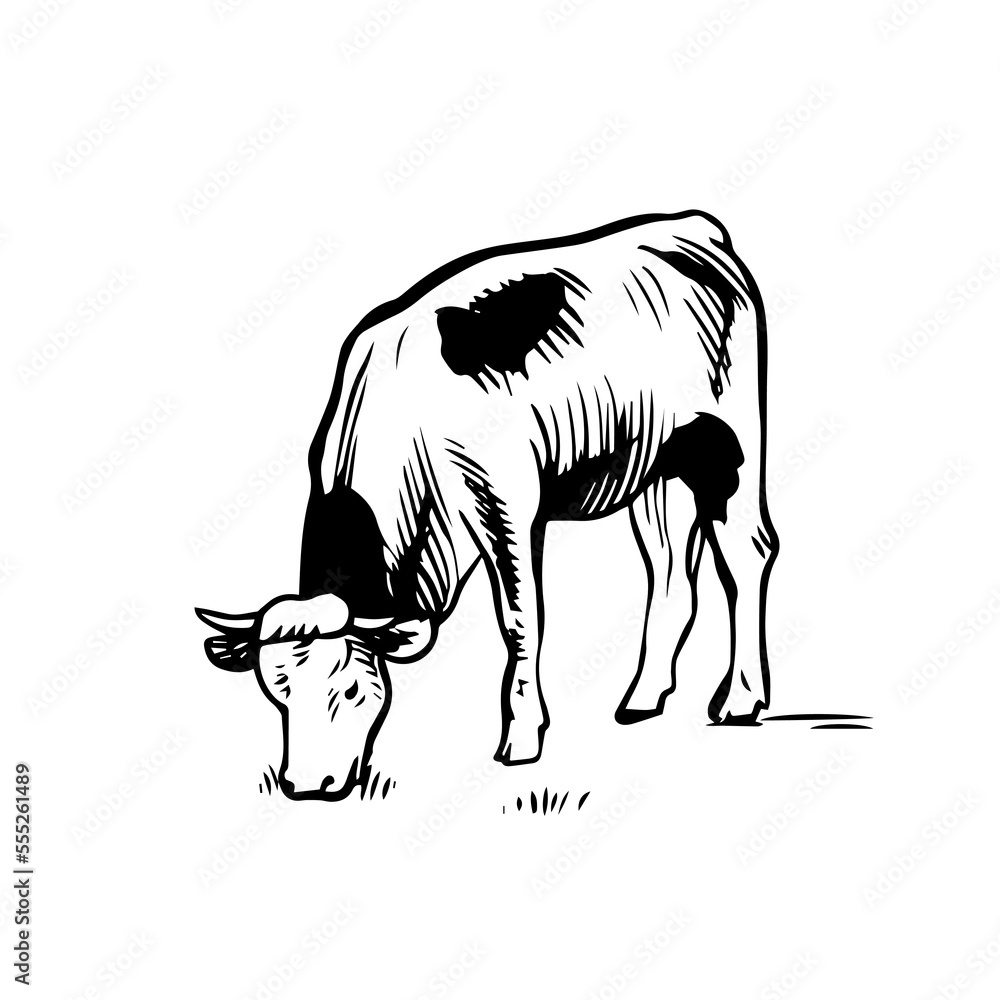 Fototapeta premium Cow eating grass. Hand drawn line art vector. Black and white graphic outline.