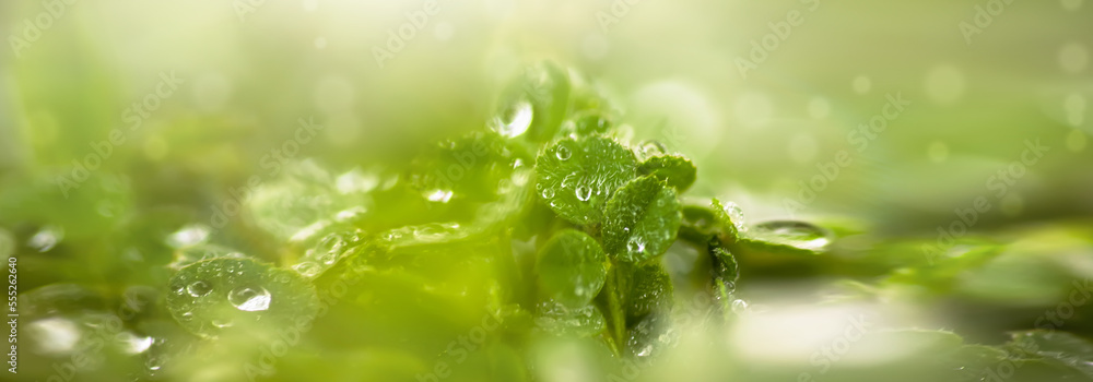 Beautiful green background with lawn clerical leaves after rain. Raindrops on green leaves on a blurry green spring background. Beautiful green background with lawn clerical leaves after rain. Raindrops on green leaves on a blurry green spring background.