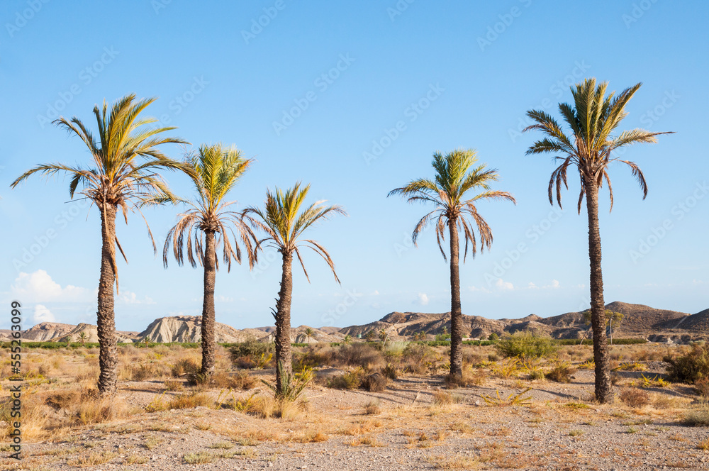 5 palmtrees in a row in a desert 