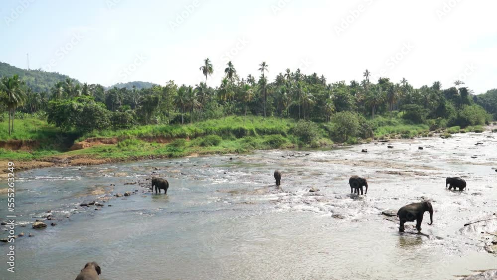 Herd of Young elephants walking by mountain river water. Sri Lankan elephant is a subspecies of the Asian elephant. 4K footage in Pinnawala Elephant Orphanage. Herd of Young elephants walking by mountain river water. Sri Lankan elephant is a subspecies of the Asian elephant. 4K footage in Pinnawala Elephant Orphanage.