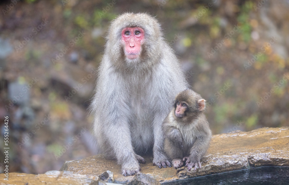 Wild Japanese Monkey in Hot Spring Nagano