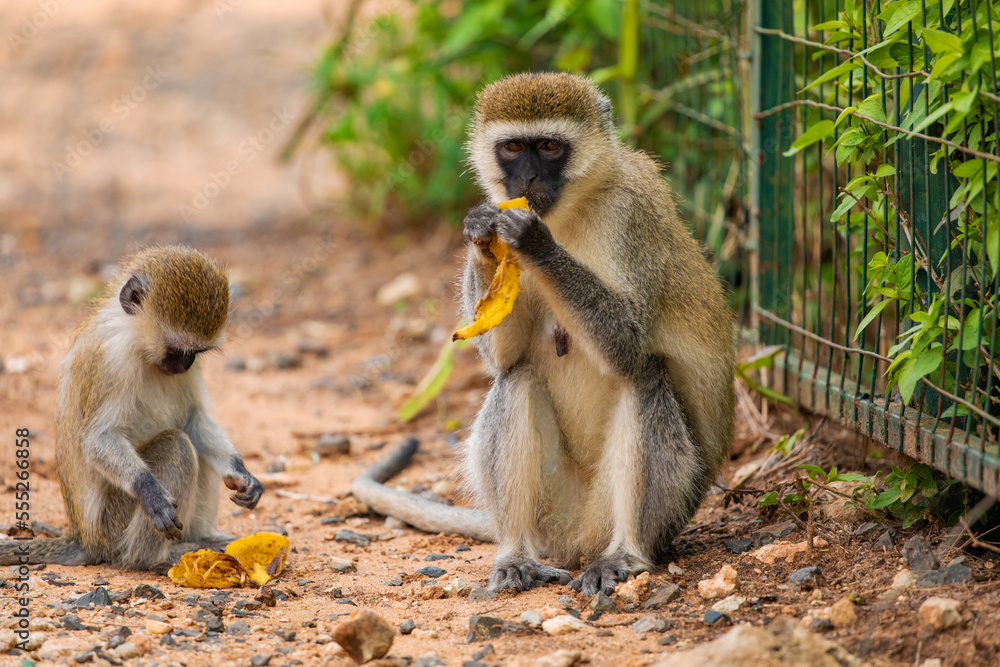 Fototapeta premium Green Monkey - Chlorocebus aethiops, beautiful popular monkey from West African bushes and forests. sits on the ground and eats a banana