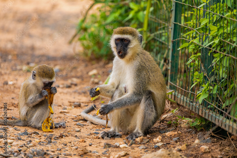 Fototapeta premium Green Monkey - Chlorocebus aethiops, beautiful popular monkey from West African bushes and forests. sits on the ground and eats a banana.