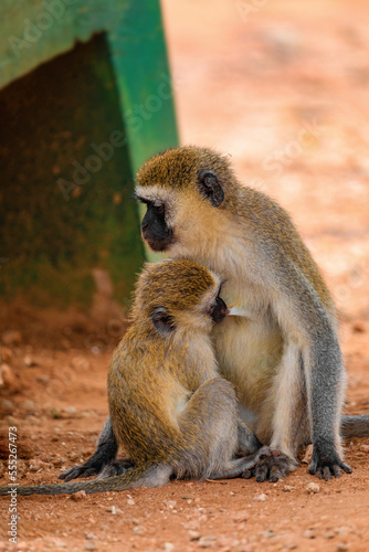 Portrait of Green Monkey with baby - Chlorocebus aethiops  popular monkey from West African bushes and forests